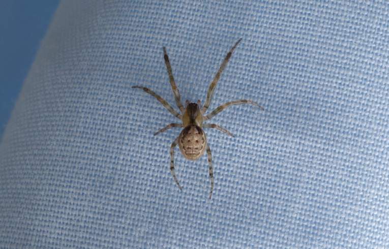 Zygiella x-notata