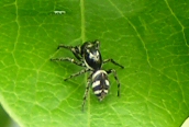 Salticus scenicus