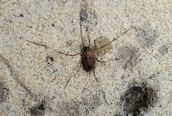 Odiellus spinosus