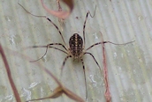Opiolones