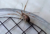 Paroligolophus agrestis
