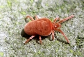 Trombidium holosericeum ?