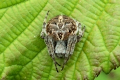 Agalenatea redii
