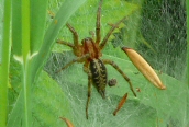 Agelena labyrinthica