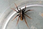 Alopecosa pulverulenta