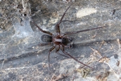 Amaurobius (ferox?)