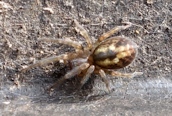 Amaurobius fenestralis