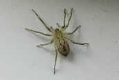 Anyphaena accentuata ?