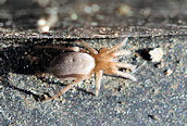 Drassodes sp.