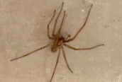 Tegenaria domestica