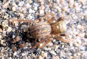 Euophrys frontalis