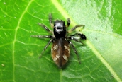 Heliophanus cupreus