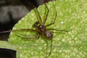 Labulla thoracica