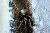 Lepthyphantes minutus ?