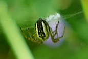 Mangora acalypha