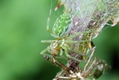 Nigma walckenaeri