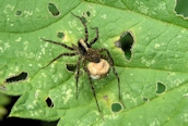 a wolf spider