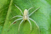 Philodromus (albidus)