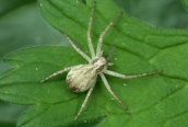 Philodromus cespitum