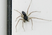 Philodromus dispar