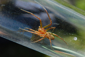 Philodromus rufus