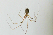 Pholcus phalangioides