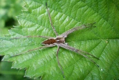 Pisaura mirabilis