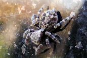 Sitticus pubescens