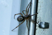 Steatoda nobilis