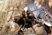Tegenaria (gigantea) 