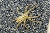 Tibellus sp (oblongus?)