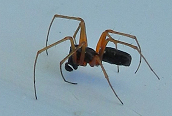 Walckenaeria acuminata