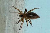 Walckenaeria sp.