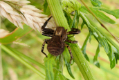 Xysticus kochi