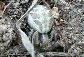 Xysticus cristatus