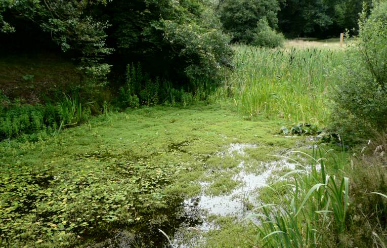 Bulrush Pond