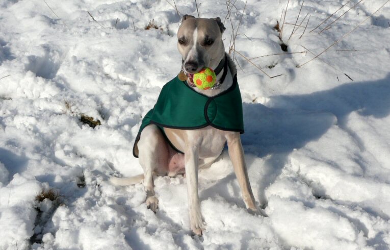 Whippet
