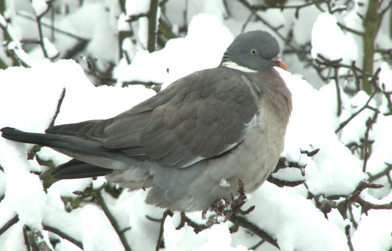 Wood Pigeon