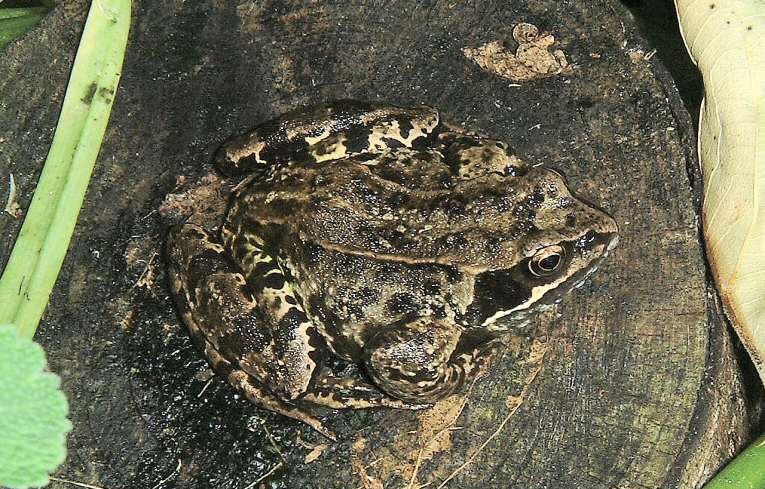 Common Frog