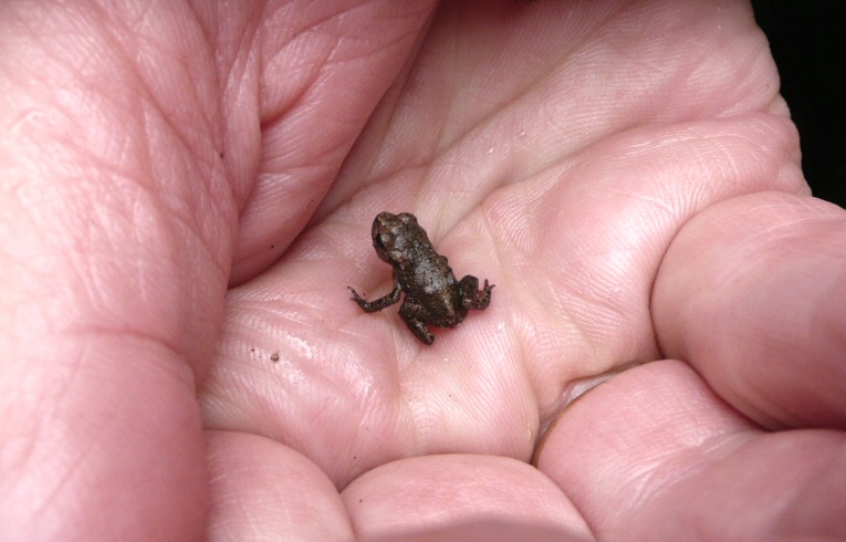 Frog