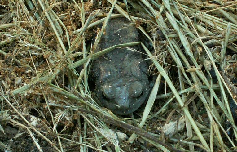 Common Toad