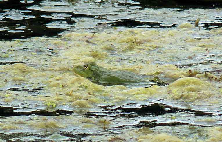Marsh_Frog
