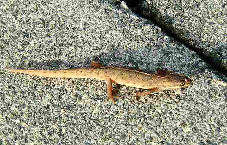 Smooth Newt