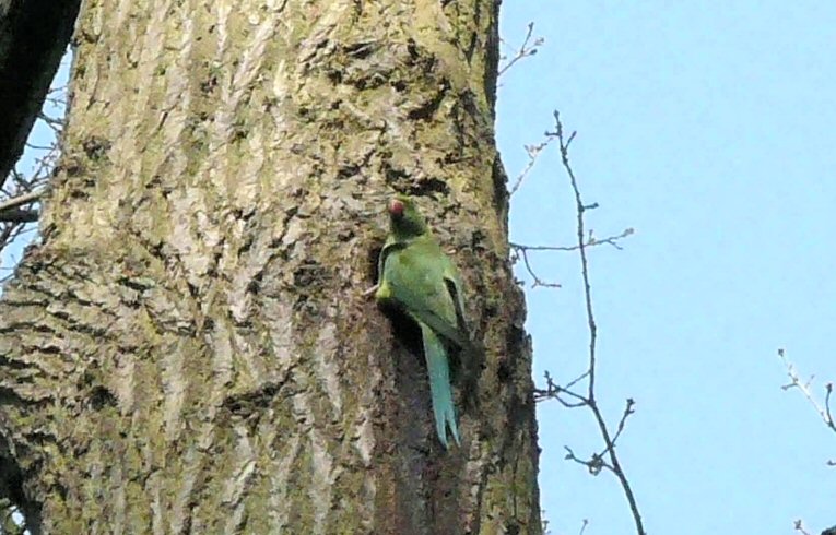 Ring-necked_Parakeet