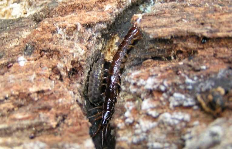 Lithobius forficatus