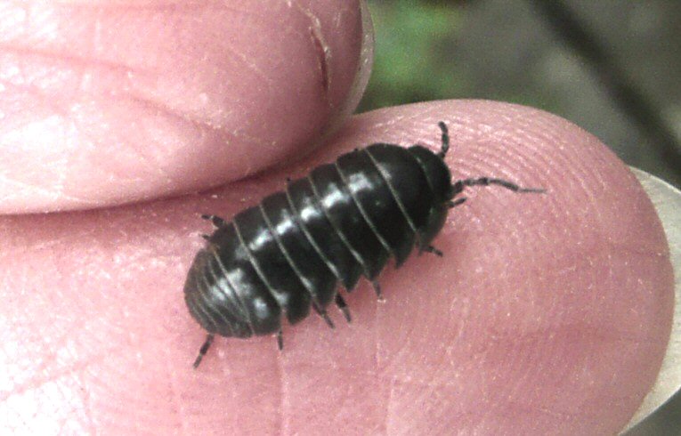 Armadillium sp