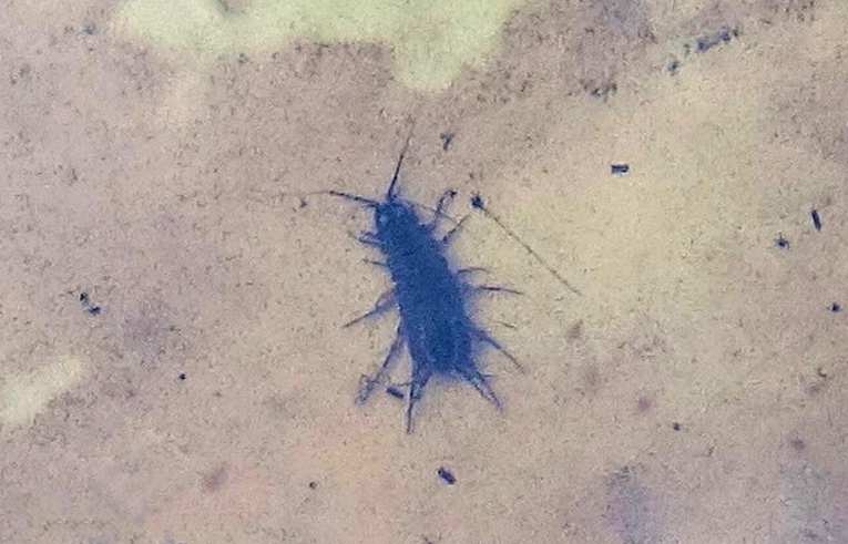 Asellus aqauticus