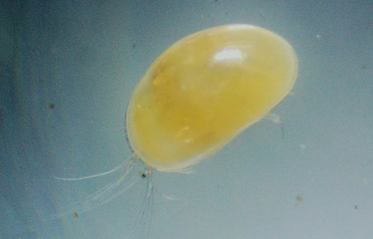 Ostracod