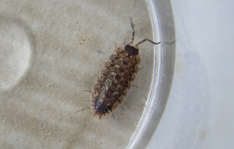 Philoscia muscorum