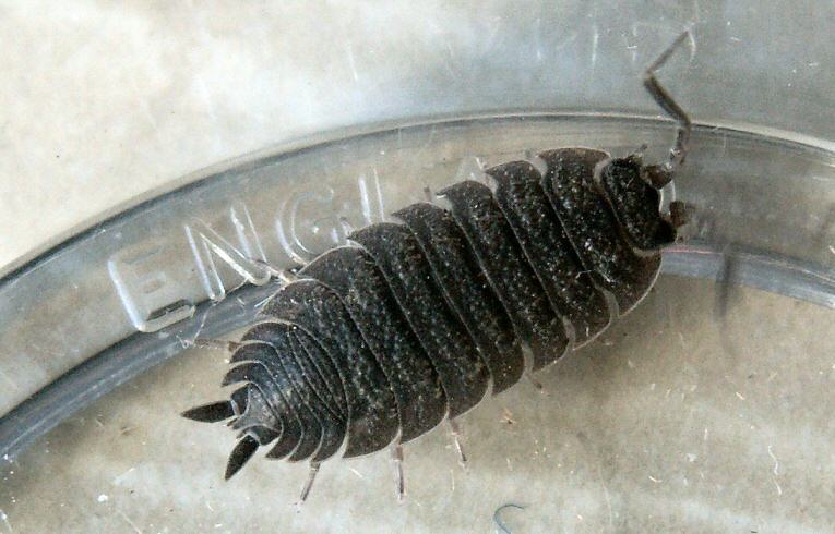 Porcellio scaber